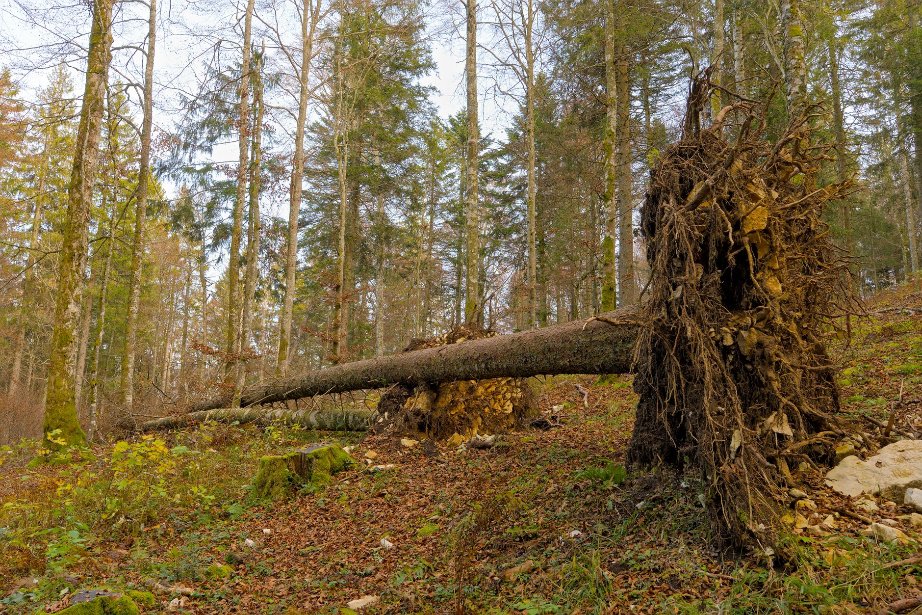 Enlèvement arbre urgence équipe à Lille